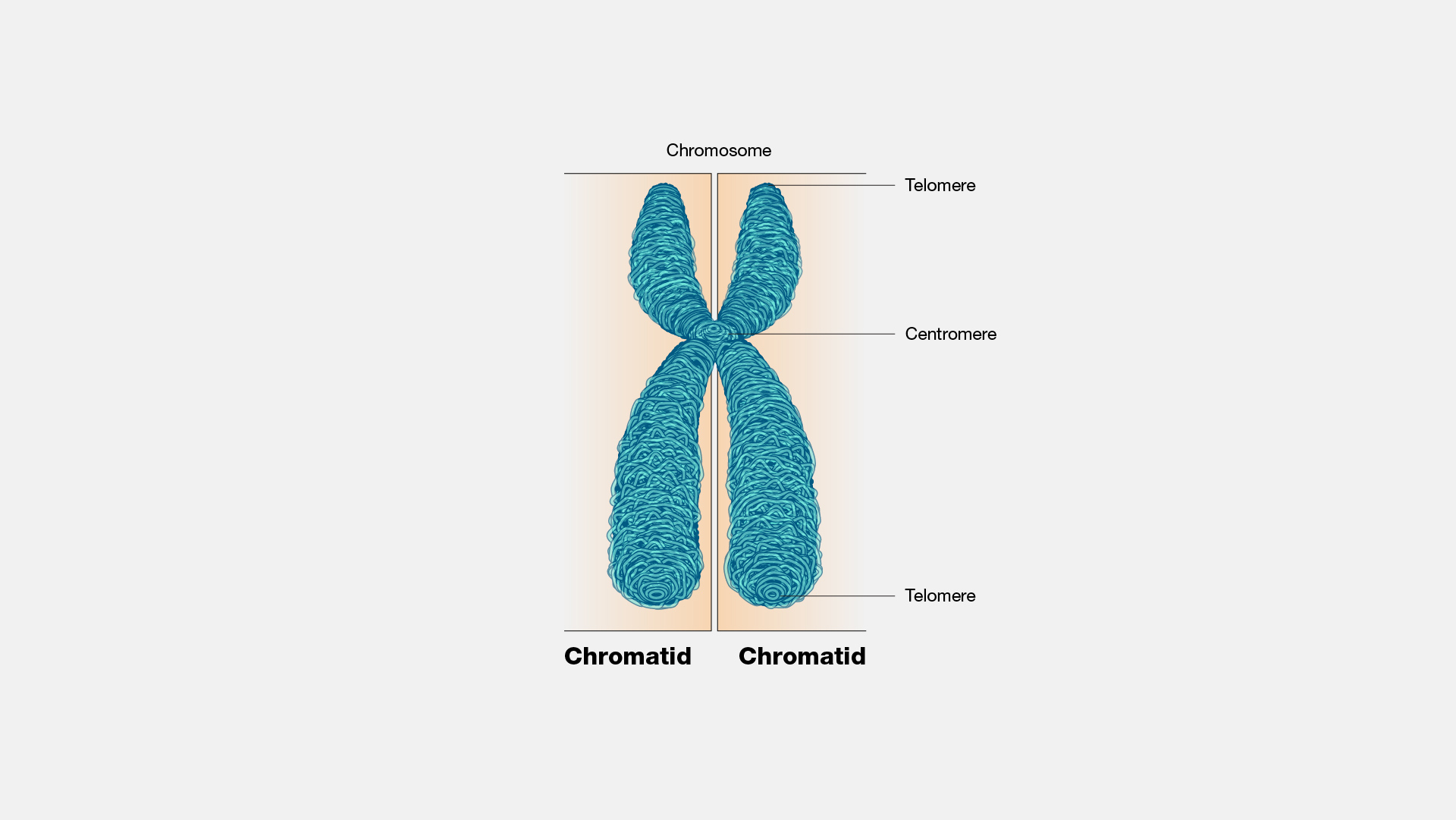 what are two parts of a chromosome