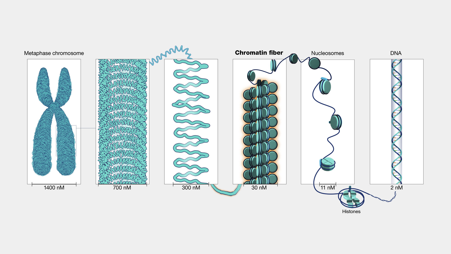 Diferencias entre cromatina y cromosoma