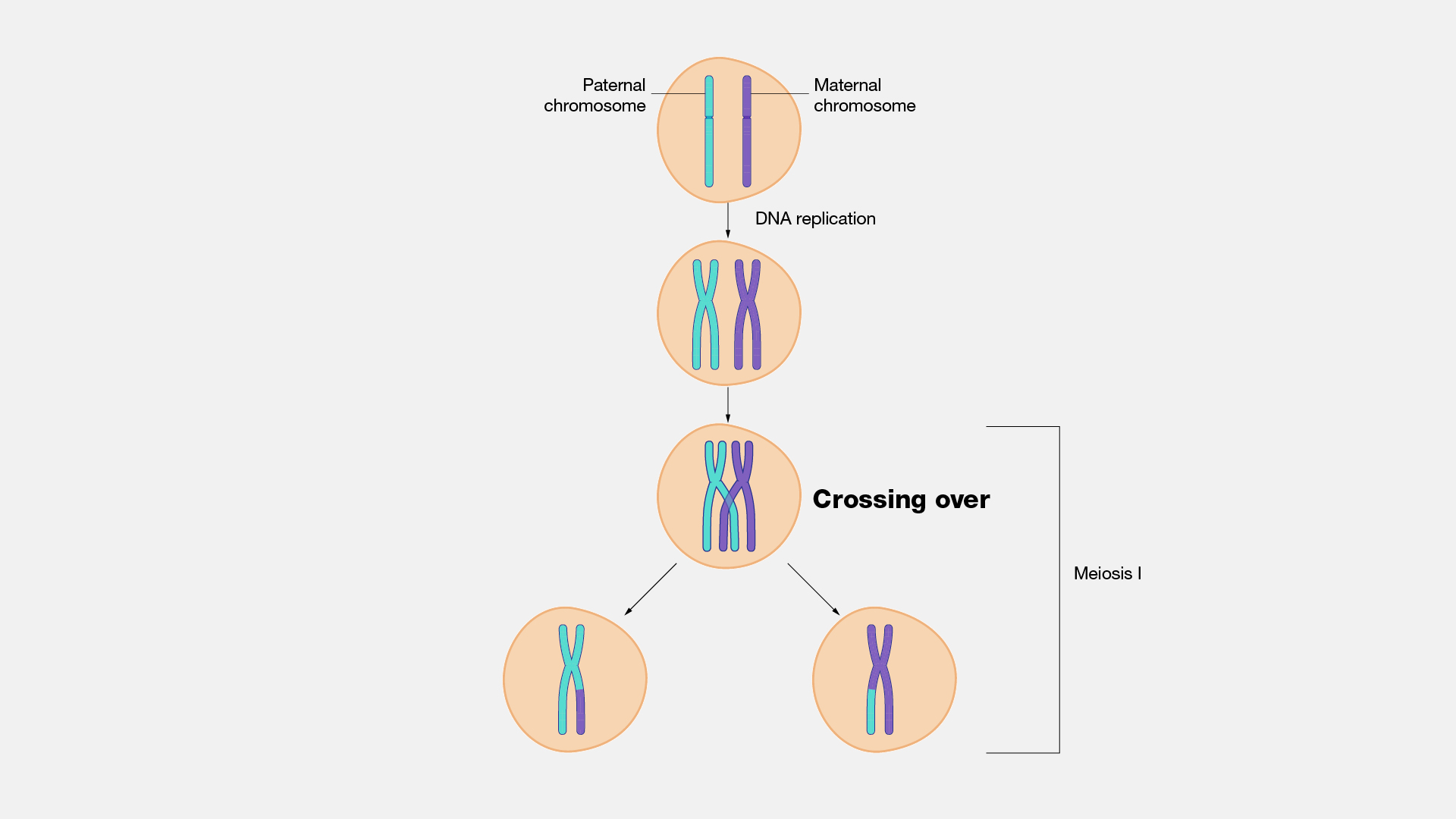 crossing over occurs during which of the following phases