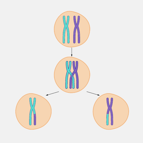 what is the importance of crossing over in meiosis
