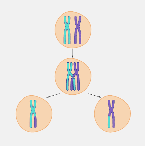 meiosis: crossing over - Students, Britannica Kids