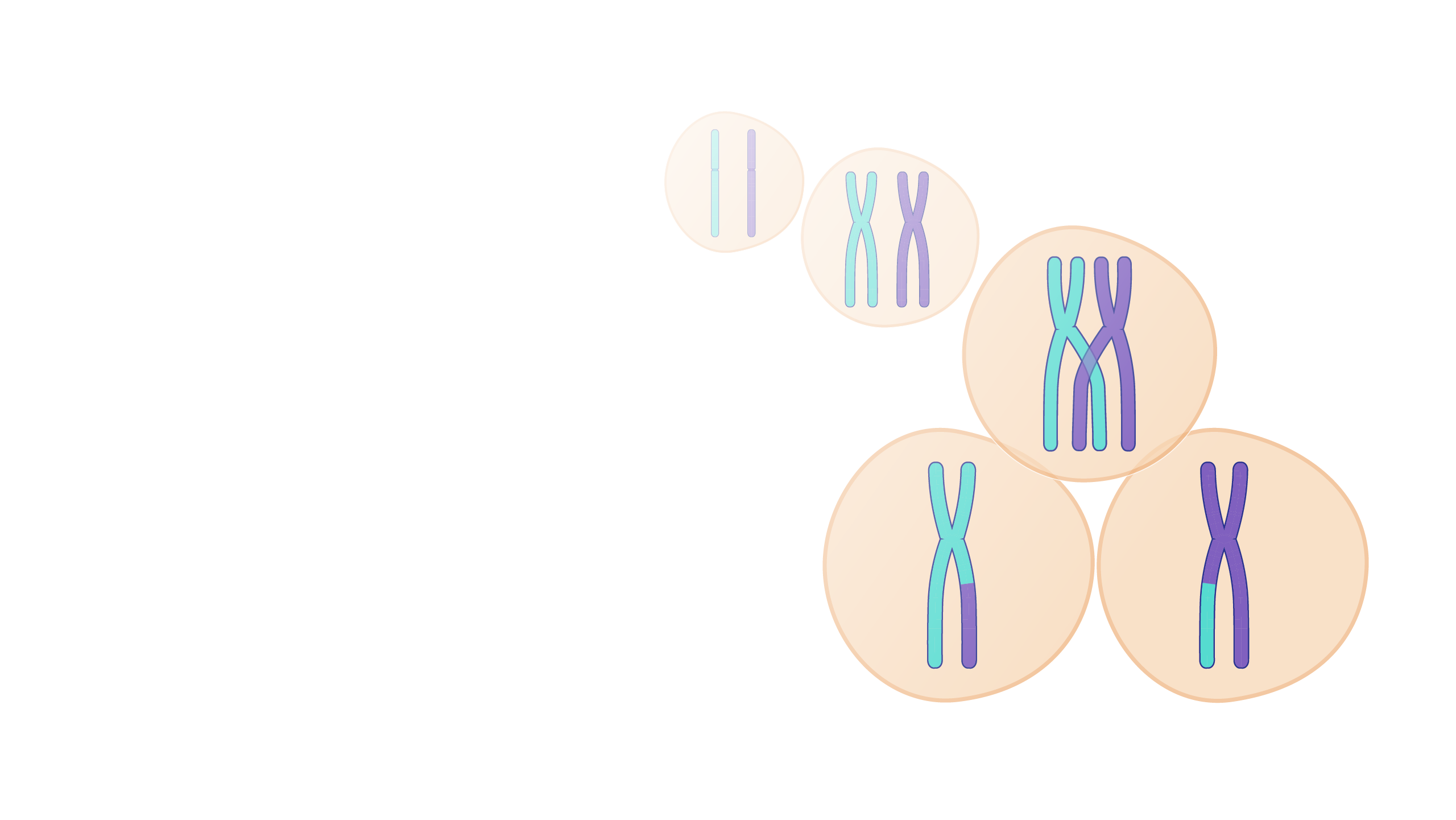 crossing over occurs during which of the following phases