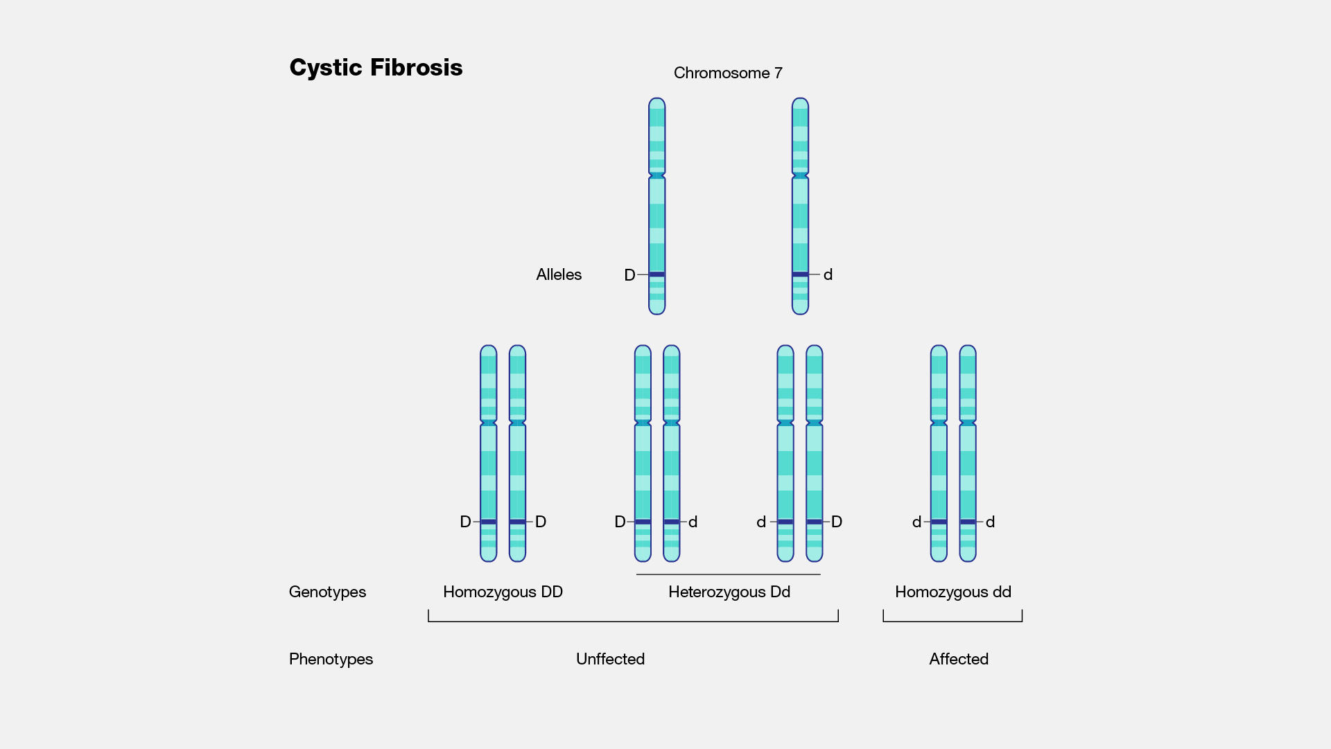 Cystic Fibrosis CF 