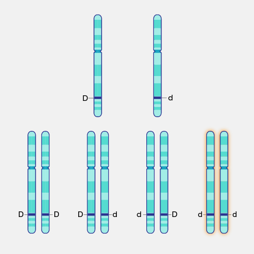 Cystic Fibrosis (CF)