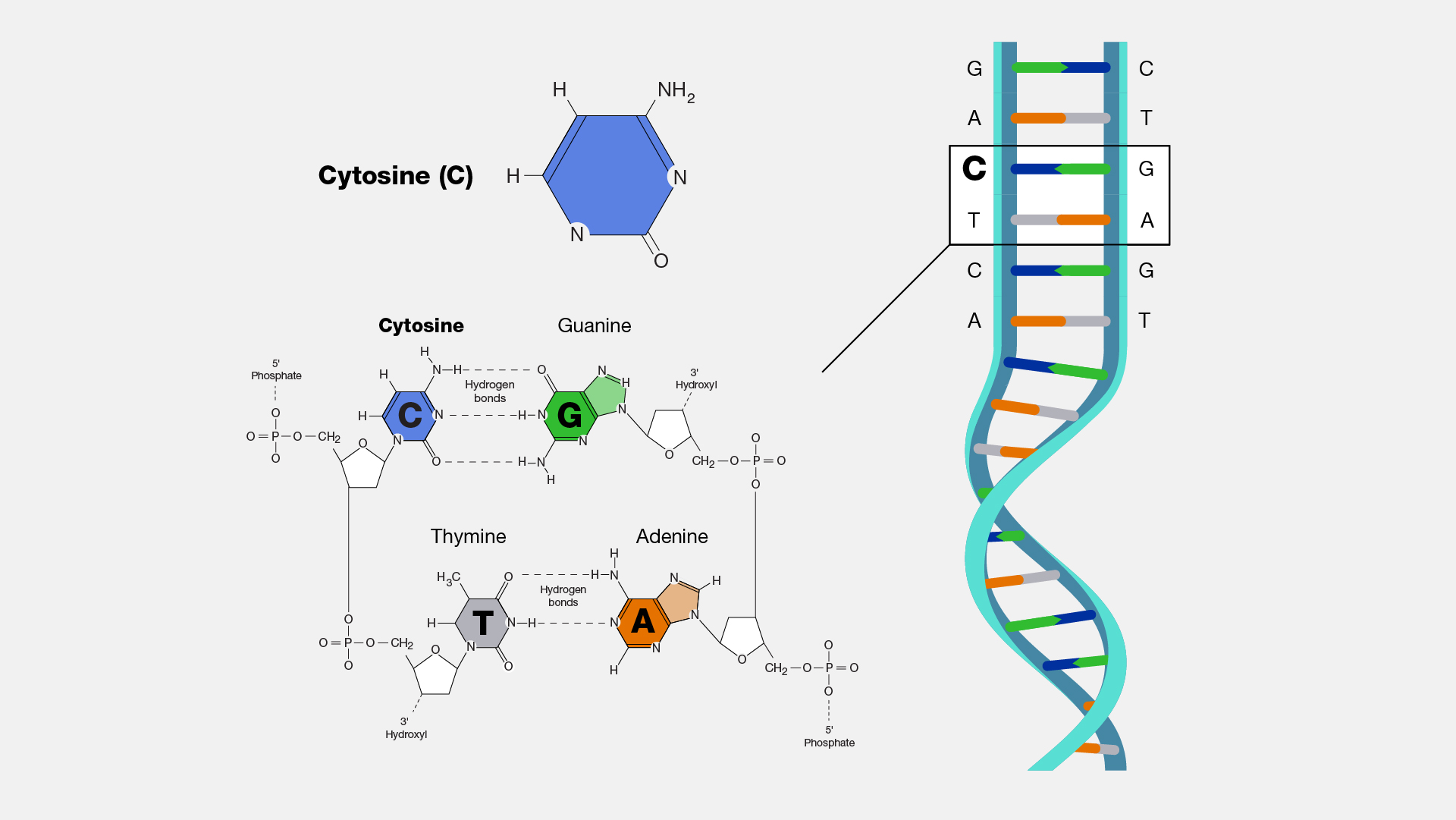  Cytosine