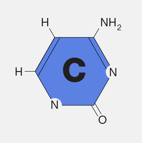 Cytosine_dyn