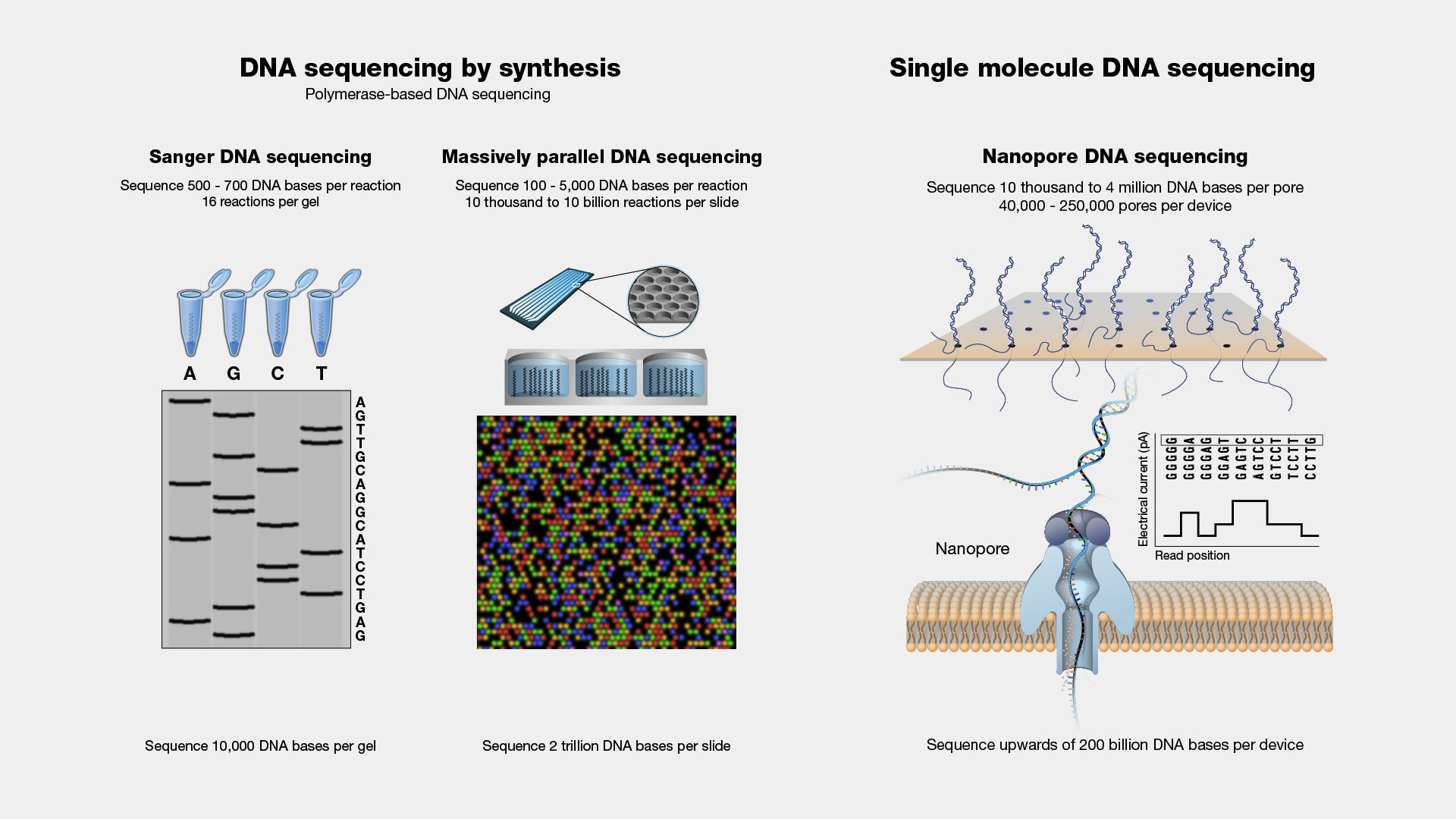 gene dna sequence