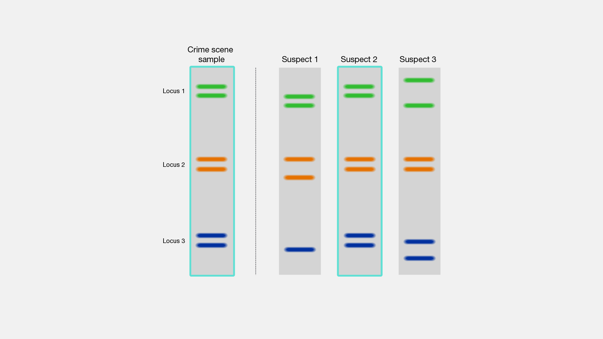 Dna Fingerprinting Crime Scene