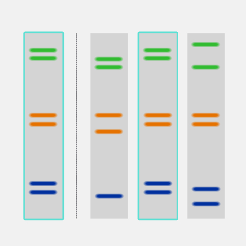 DNA-fingerprinting_dyn