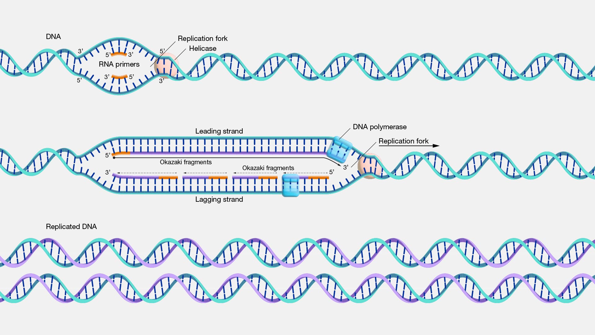  DNA-replication