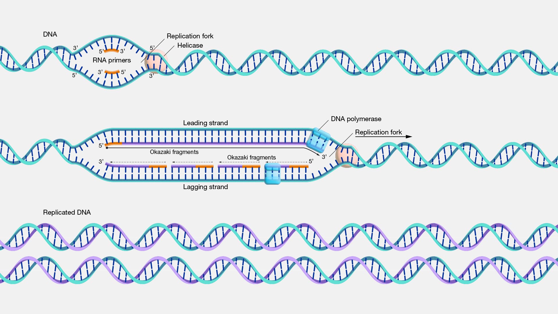 dna-replication-steps-for-dummies