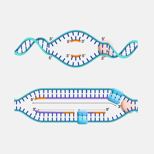 DNA-replication_dyn
