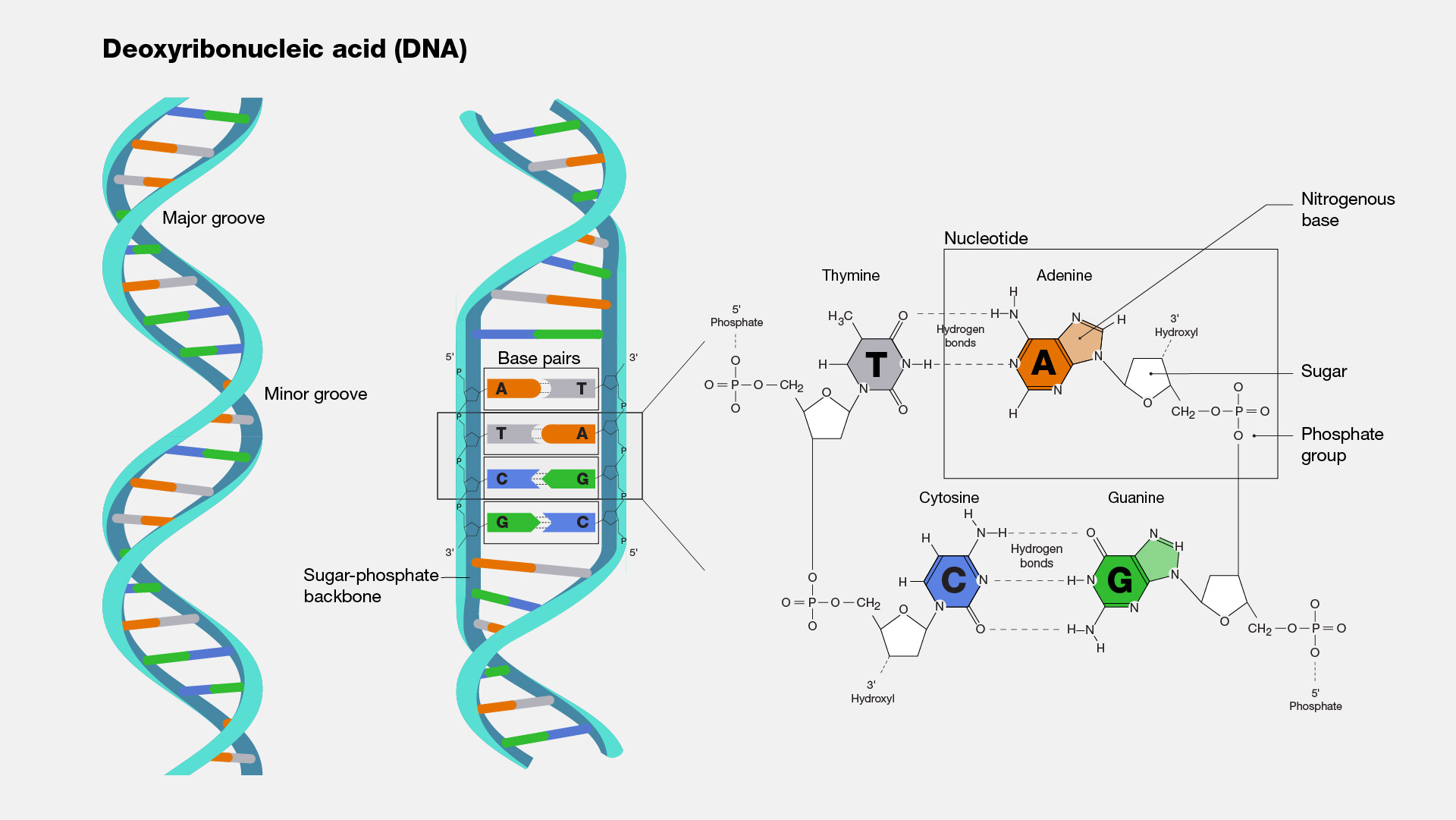 ژنتیک و نقد تکامل داروینی