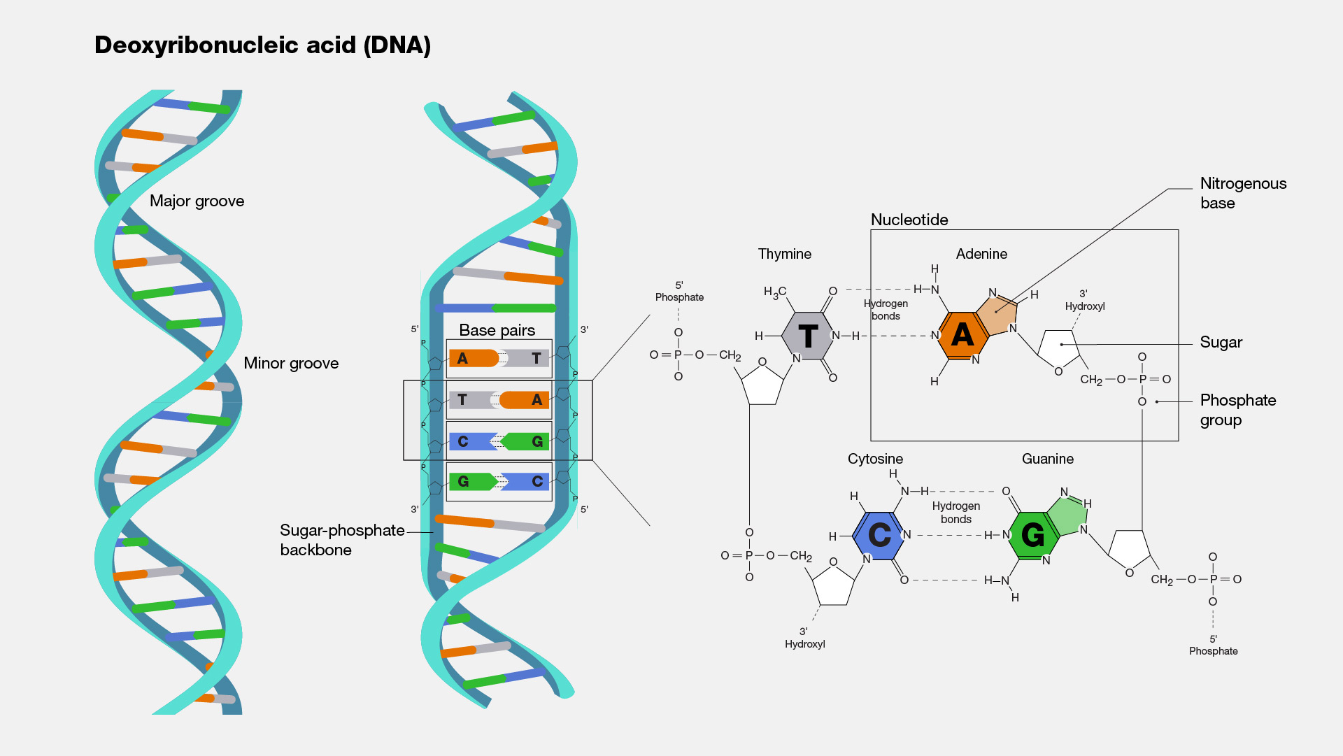Label the parts of the dna molecule.