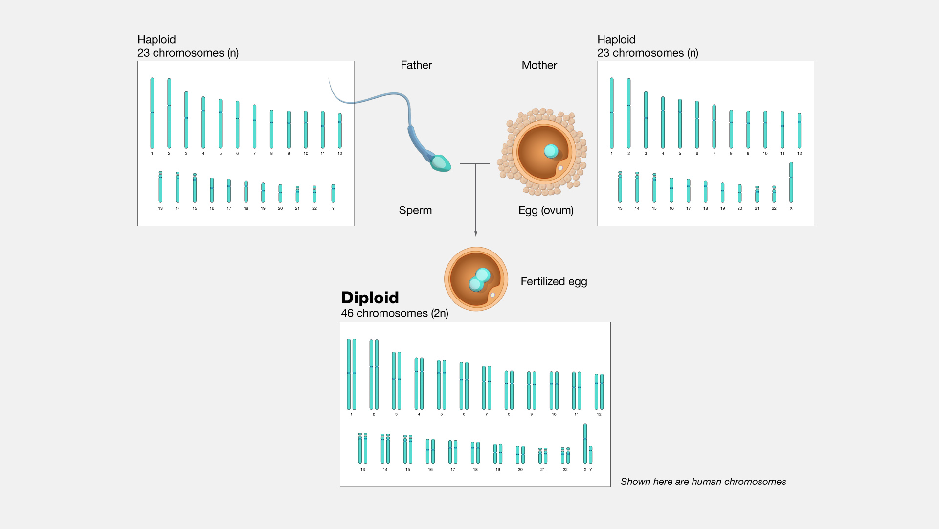 picture of diploid