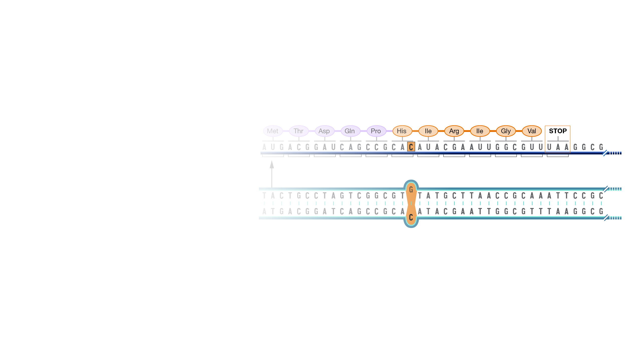 Frameshift-mutation_hero