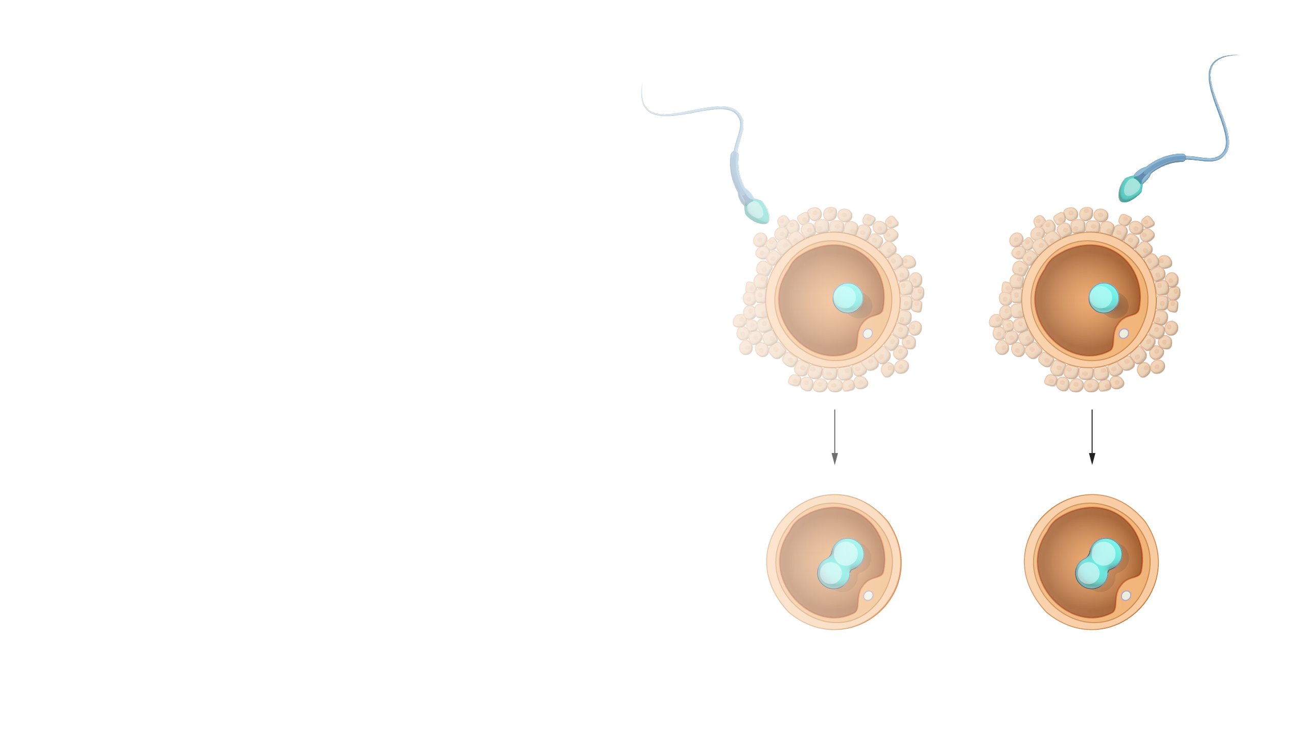 Do Identical Twins Have the Same DNA? Research Says Not Quite