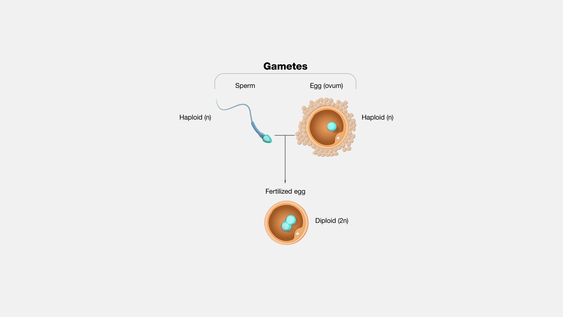 genetic-makeup-of-gametes-mugeek-vidalondon