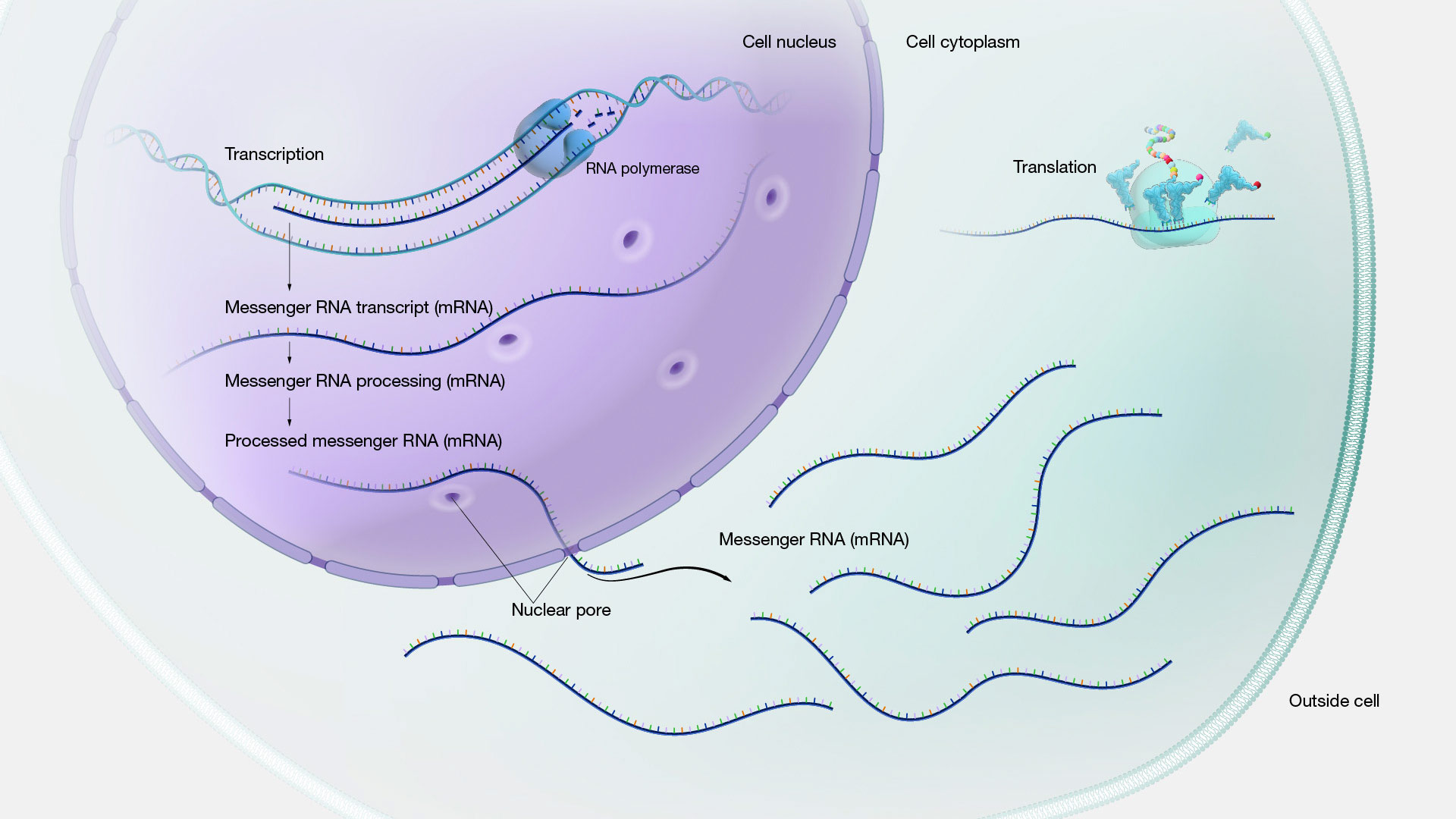 Gene-expression