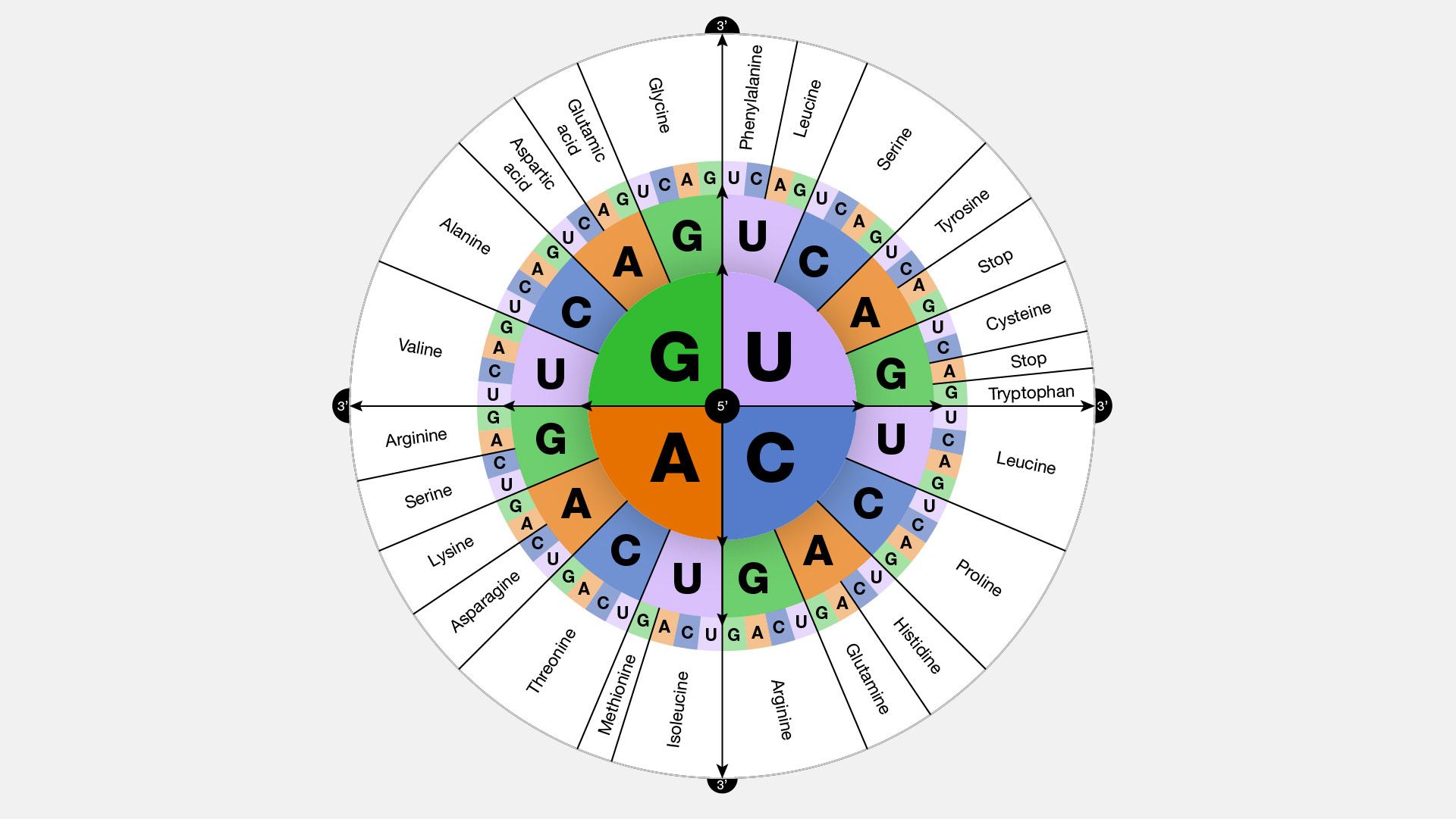  Genetic-code