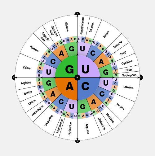 Genetic-code_dyn