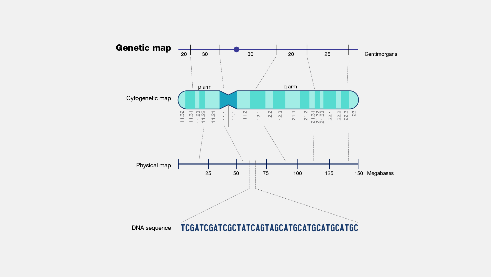 genetic linkage diagram