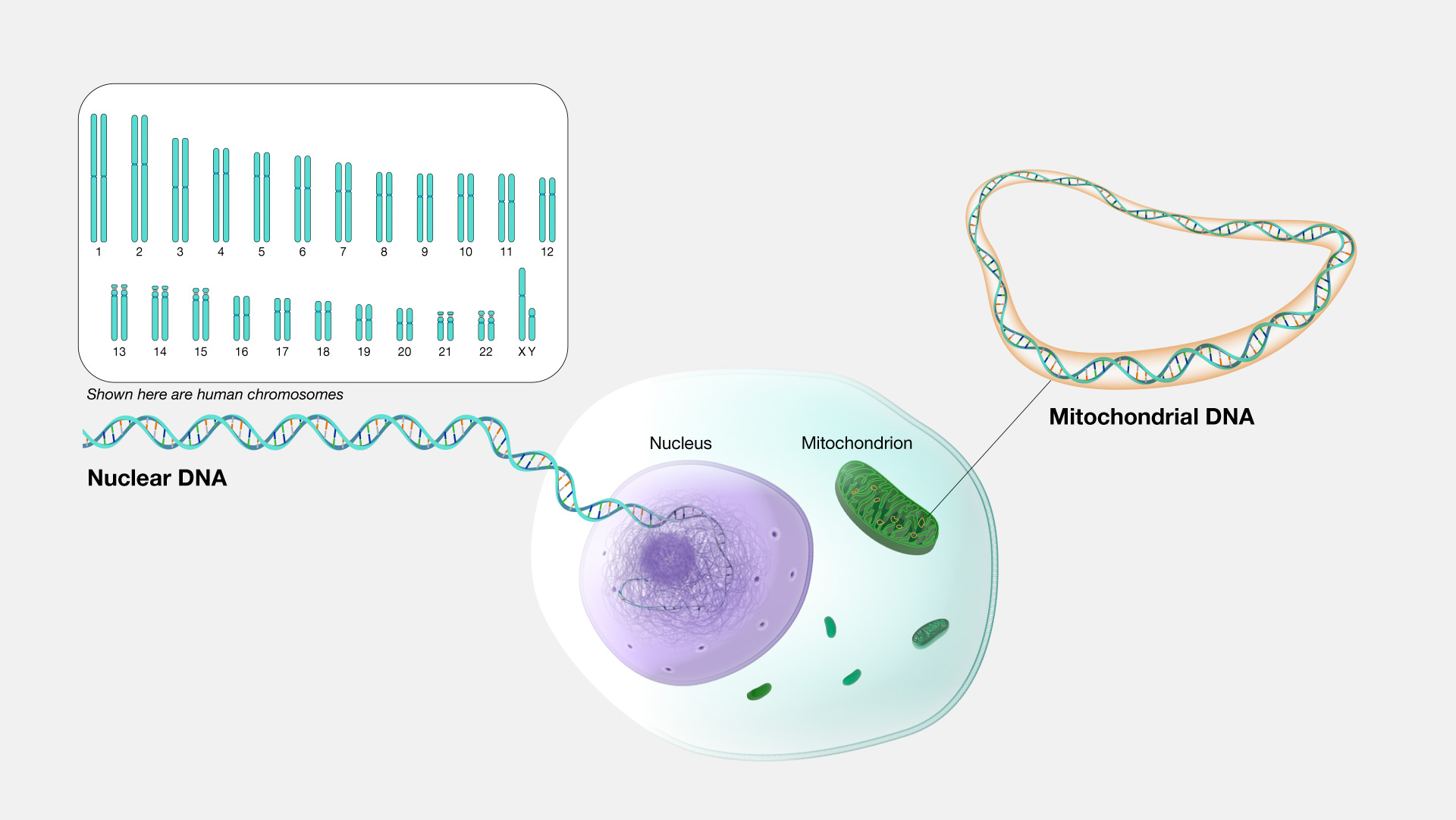  Genome