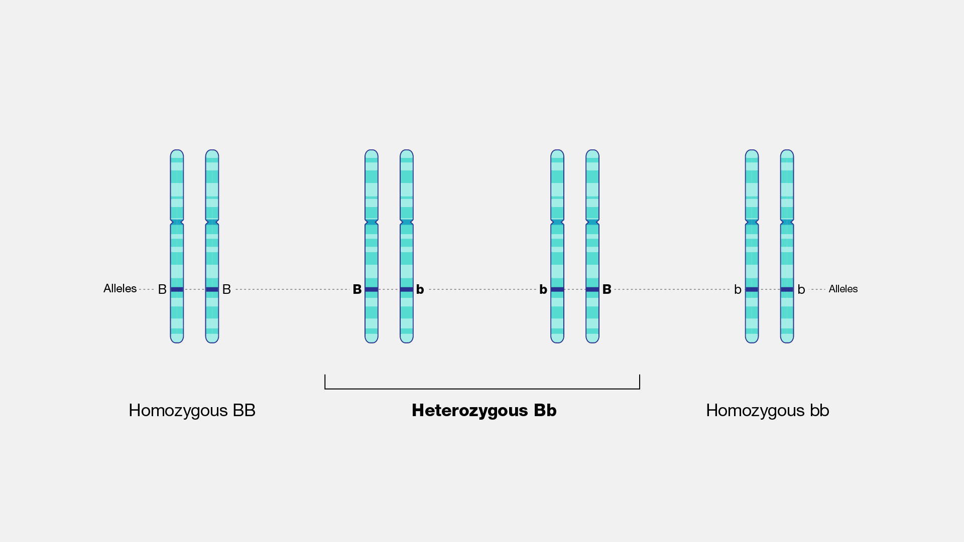 De cual de nuestros progenitores tenemos mas carga genetica