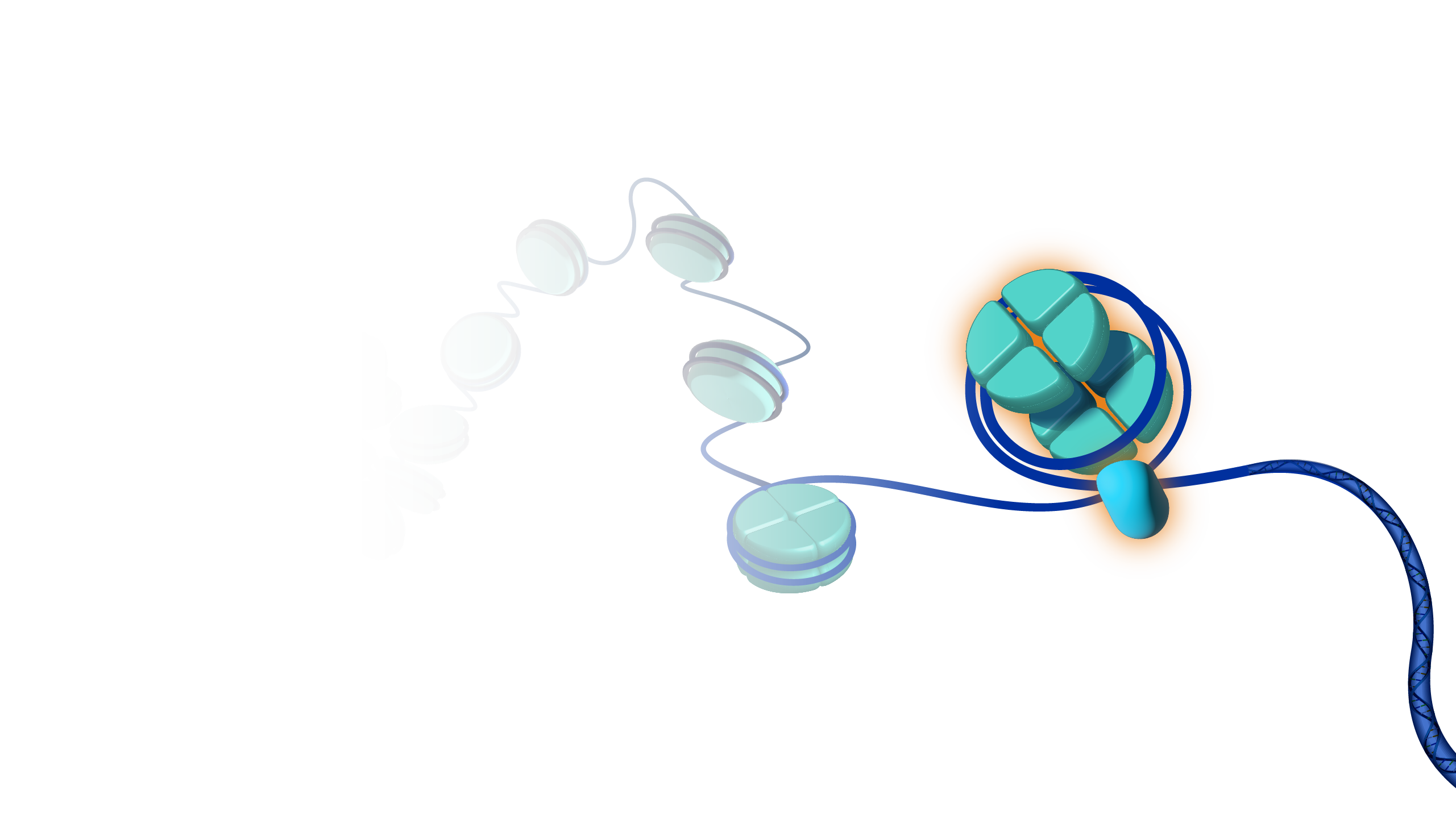 Vecteur Stock Structure of Histone protein and DNA Complex illustration.