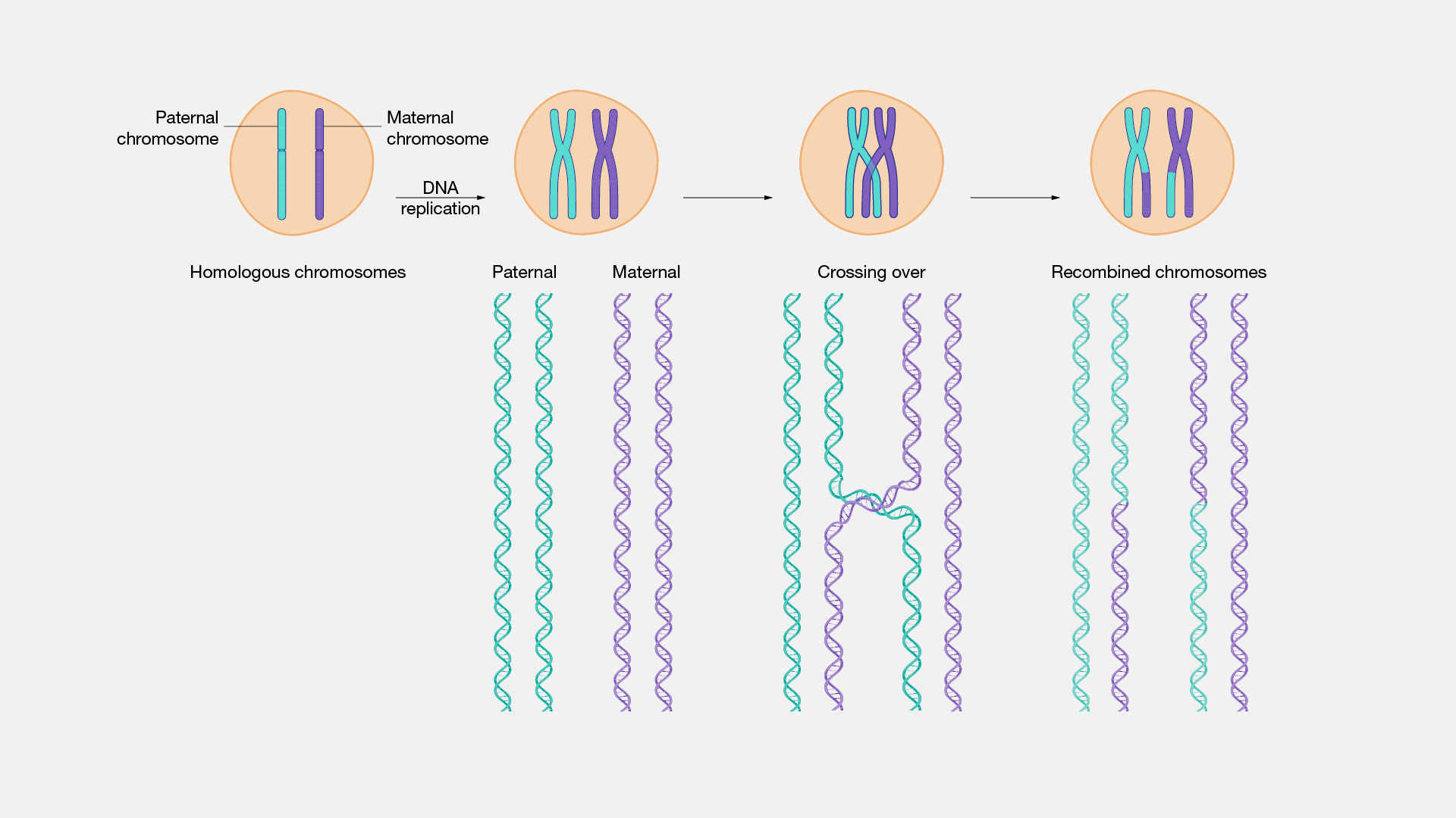 what is the importance of crossing over in meiosis