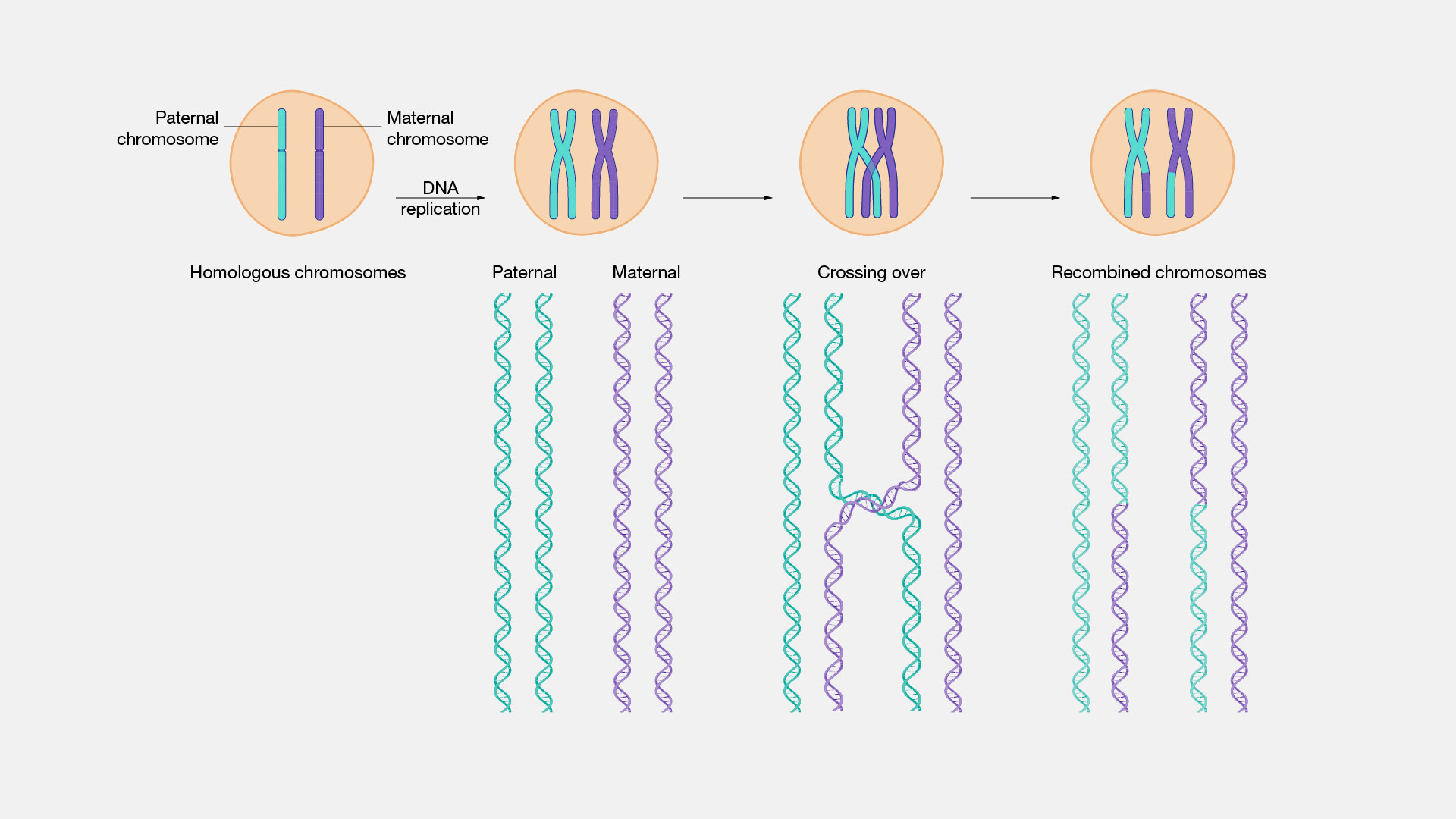  Homologous-recombination