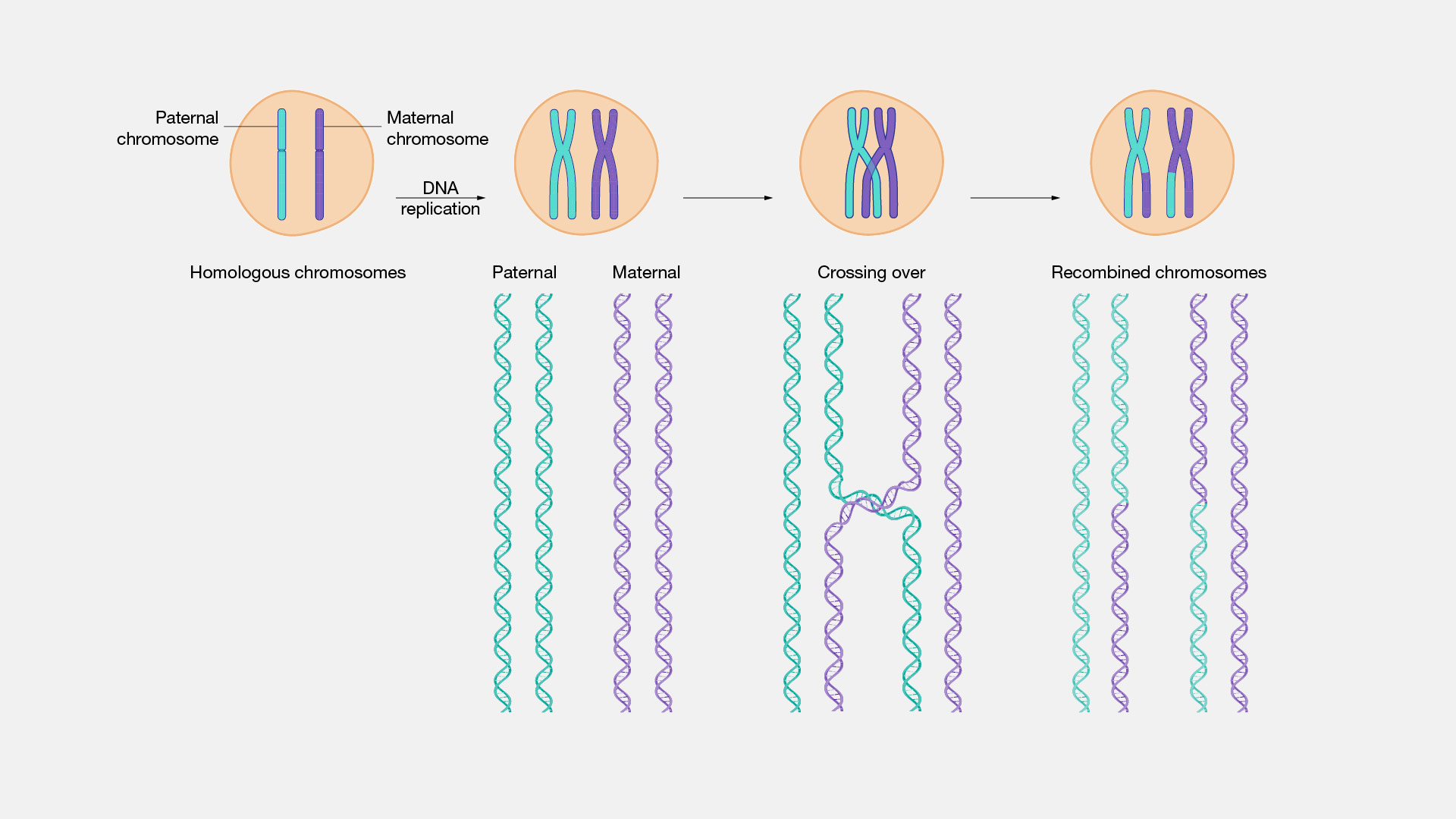 Homologous Recombination