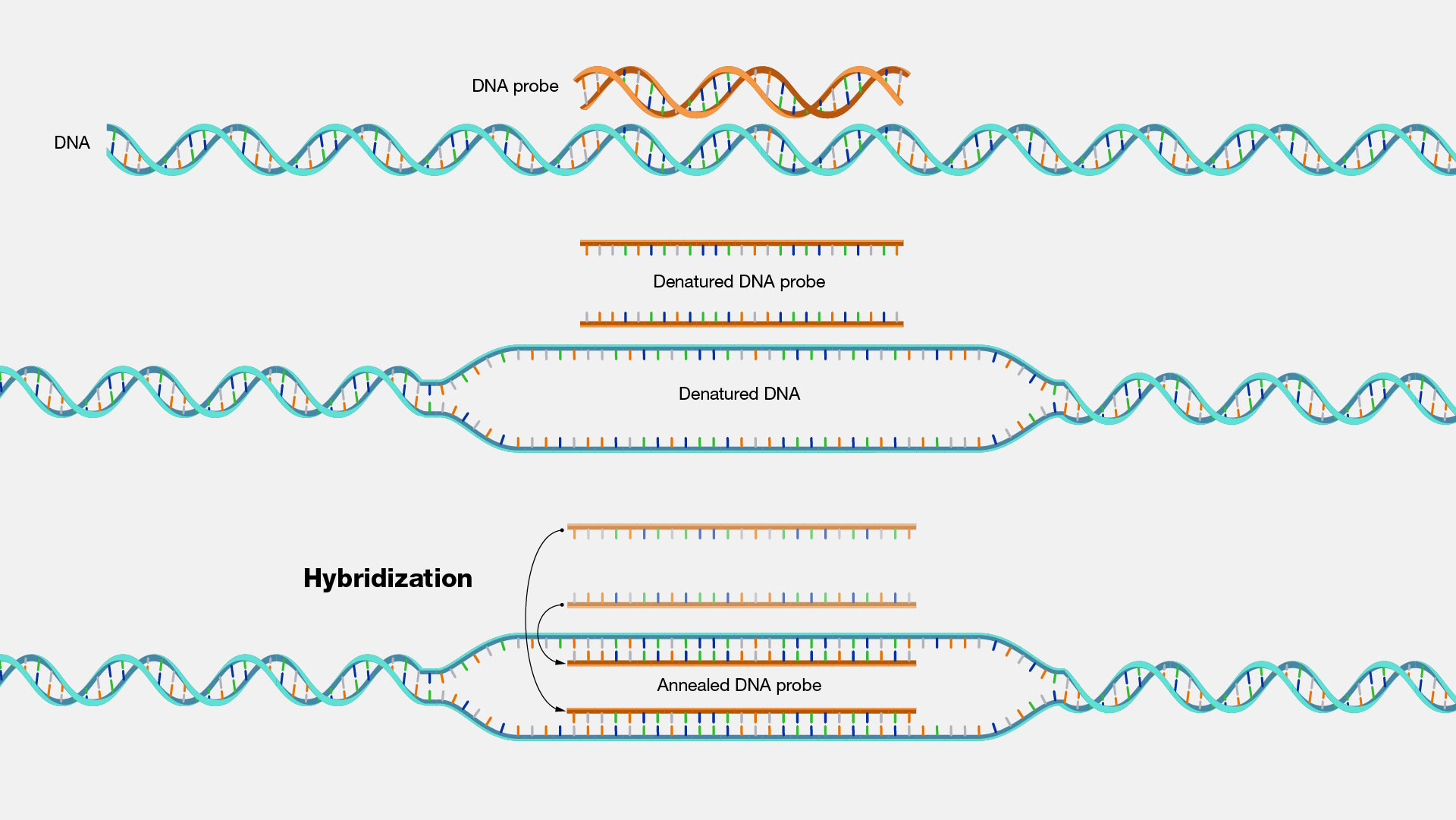  Hybridization