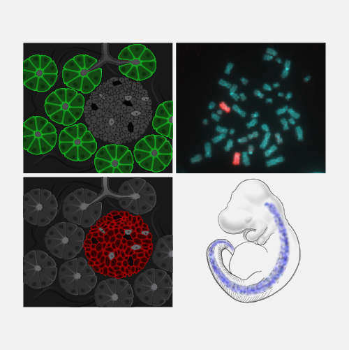 In-Situ-Hybridization_dyn