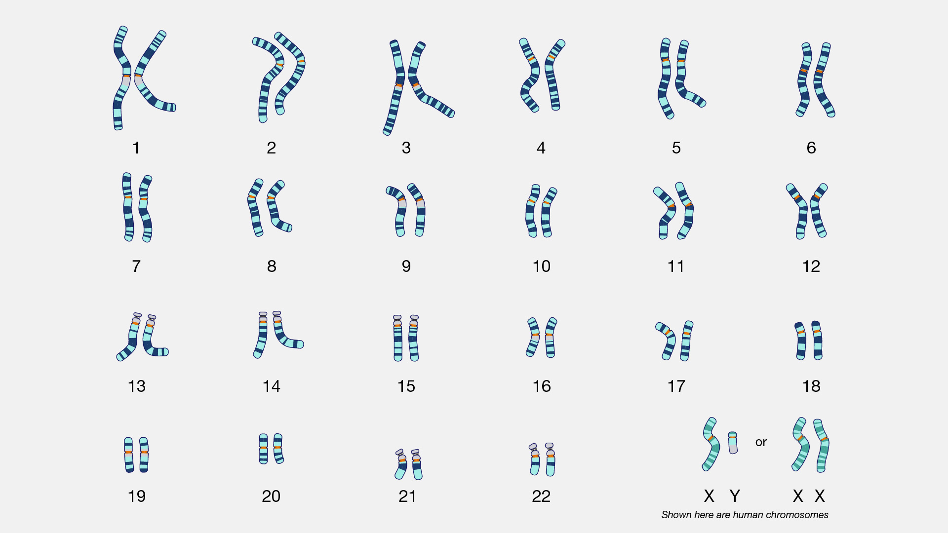 En bild, så kallad karyotyp, av människans kromosomer. Mänskliga celler är diploida, vilket innebär att varje kromosom finns i två upplagor. Könskromosomerna kan vara både XY (män) och XX (kvinnor).