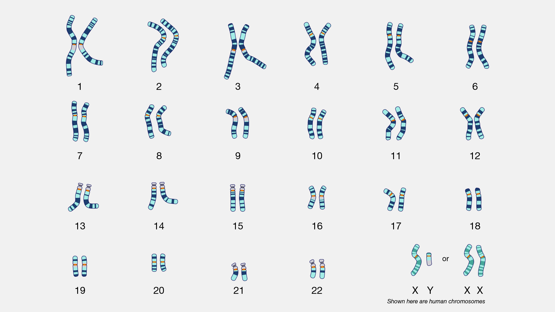  Karyotype