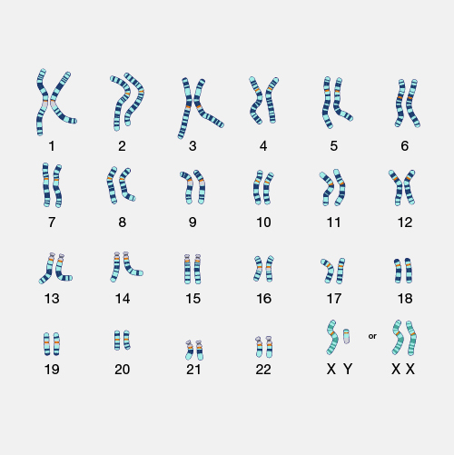 Karyotype_dyn