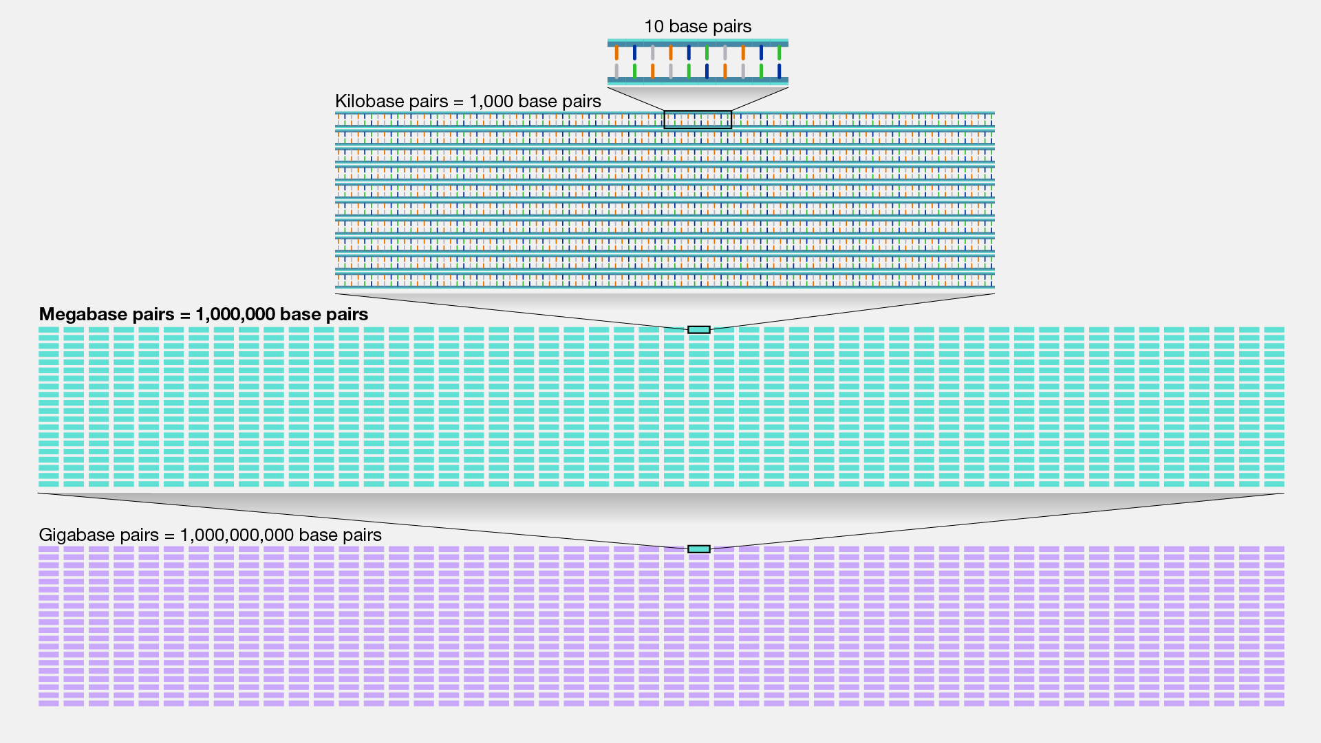  Megabase