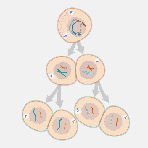 Meiosis