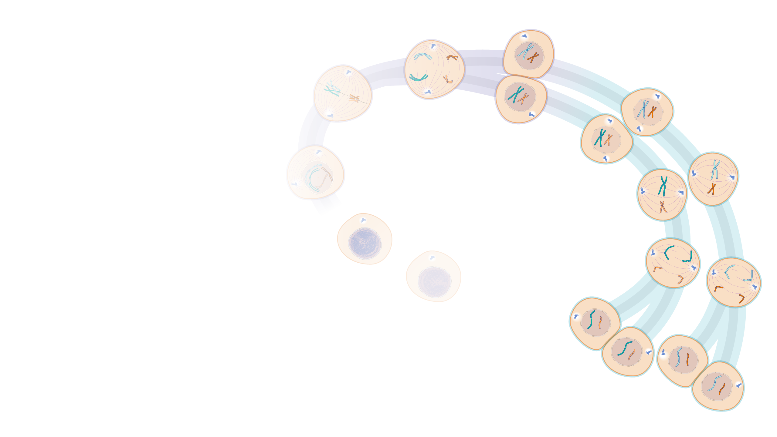 Meiosis_hero