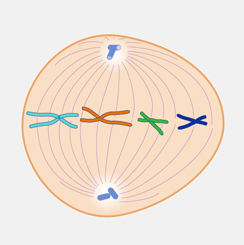 Metaphase-dyn