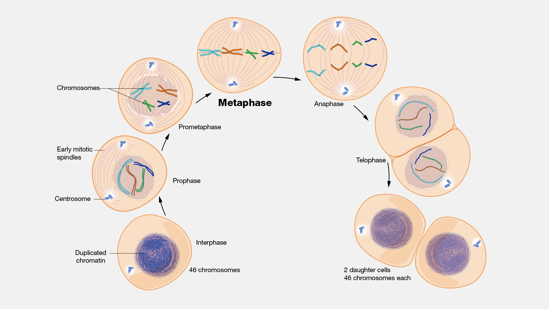 meiosis stages under microscope