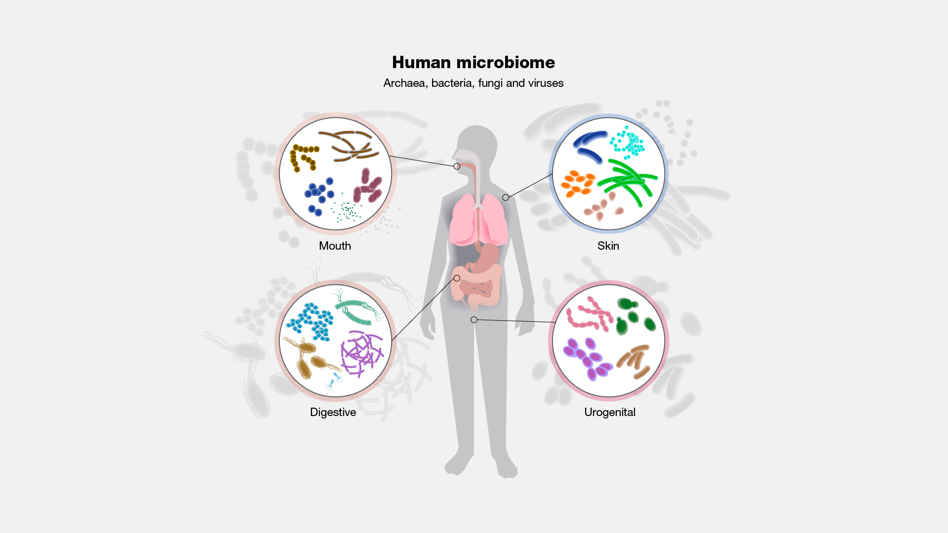 Human microbiome