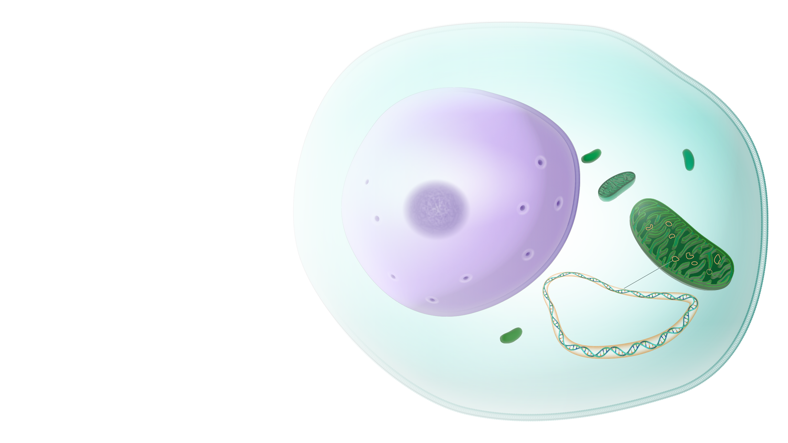 ADN mitocondrial