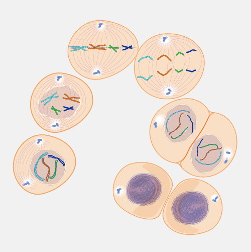 Mitosis