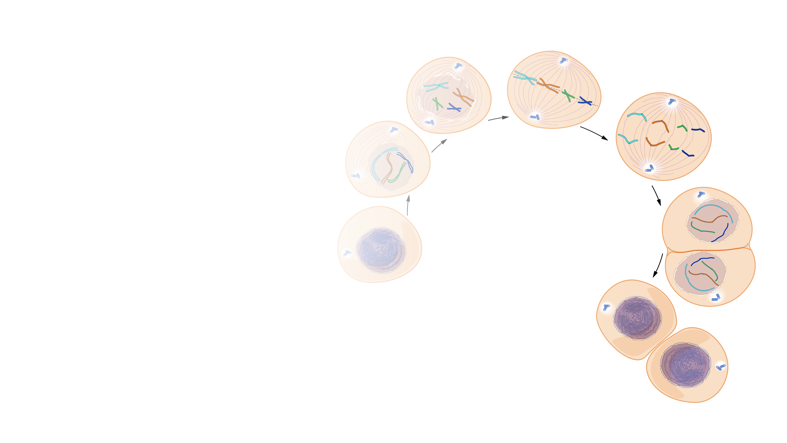 meiosis 3