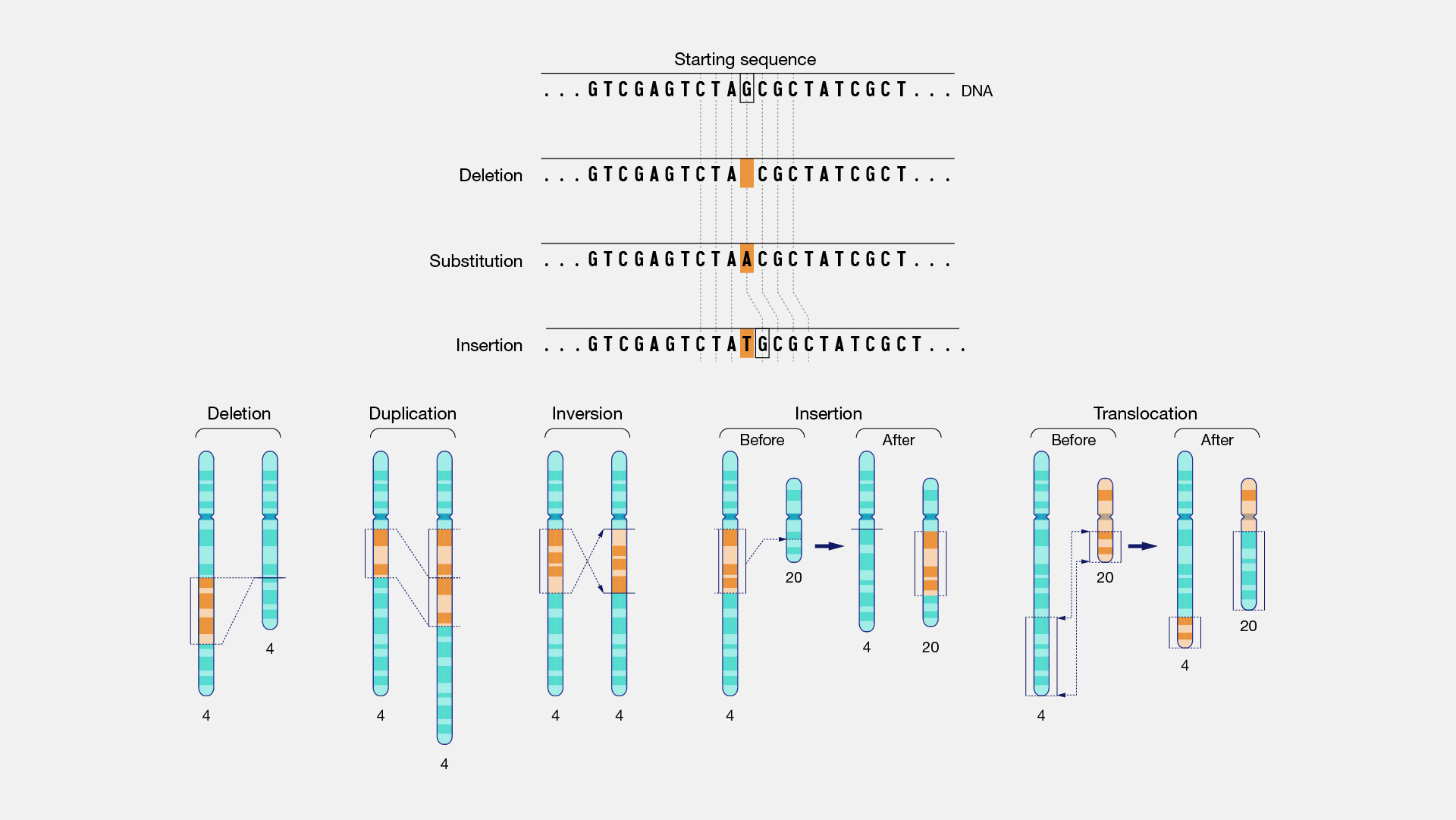 Genetic Mutation Types