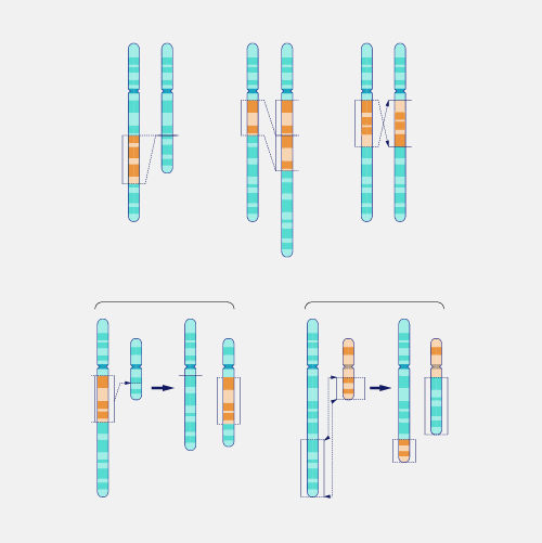 Mutation_dyn