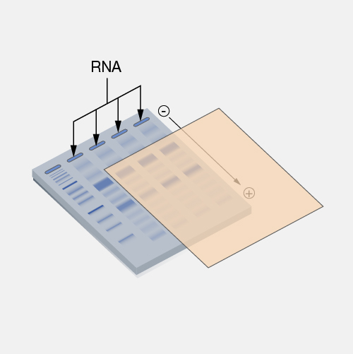 Northern-blot_dyn