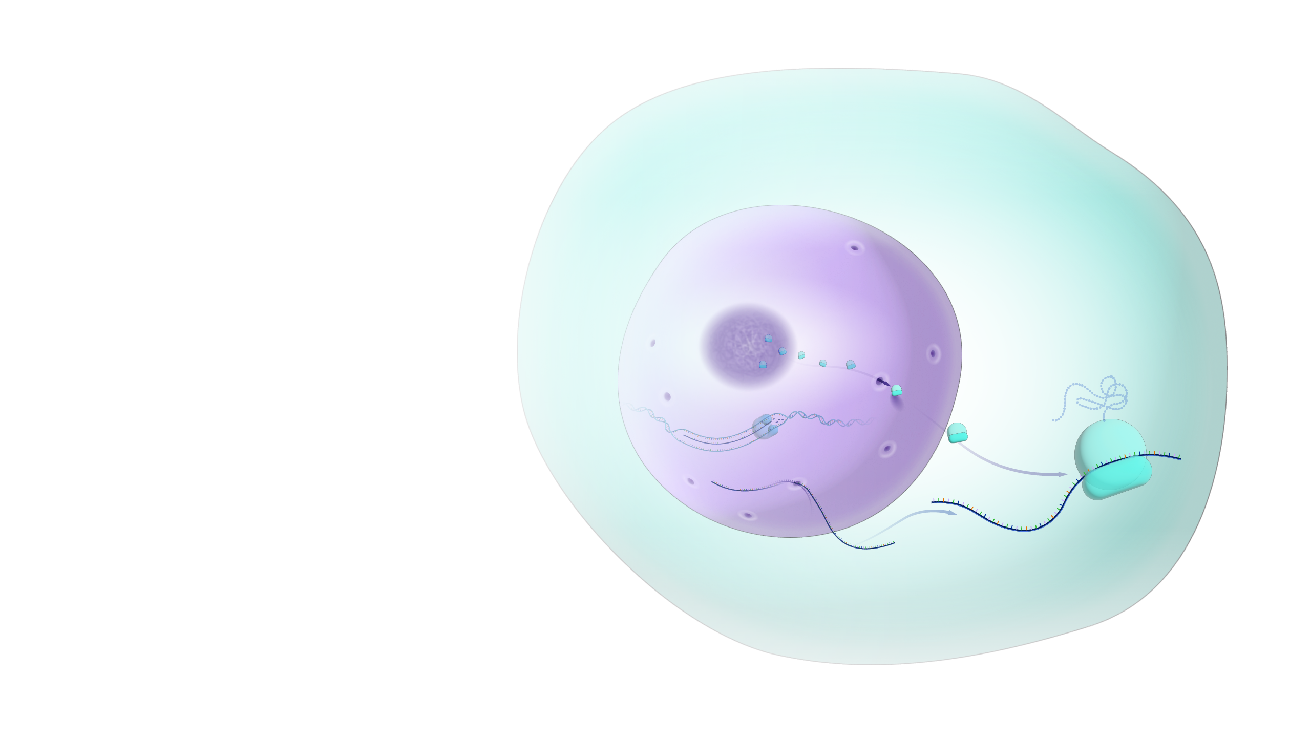 Nucleolus_hero